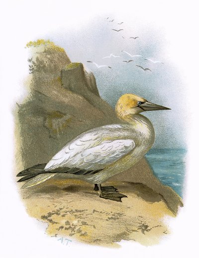 Gannet by English School